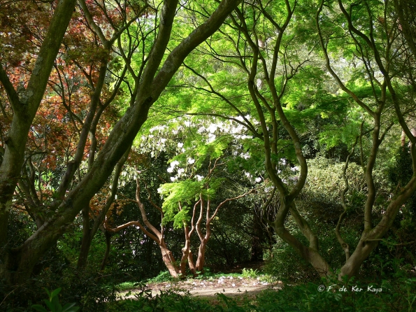 Bois des Moutiers (106) Mai 2012